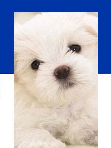 Cimule AI marketing for pet businesses